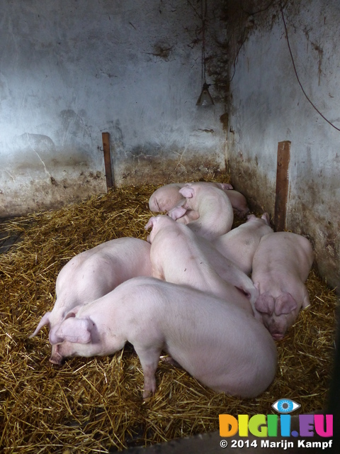 LZ00466 Pigs in St Fagans